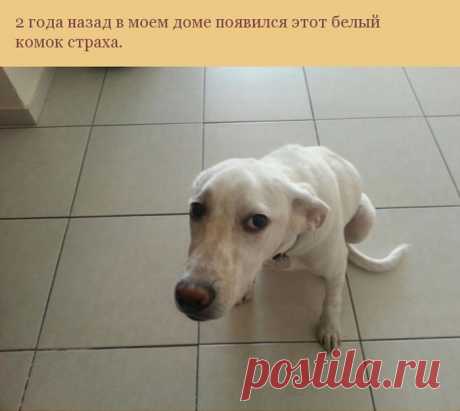 Как пес отплатил своему хозяину за спасение (7 фото)