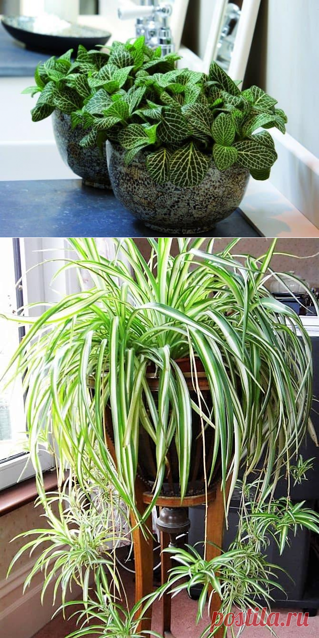 Тенелюбивые и неприхотливые комнатные растения: названия и фото