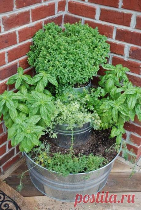 Сад с пряностями или как вырастить душистые травы | Домохозяйки