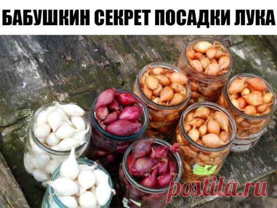 Бабушкин секрет посадки лука 
Покупала я у одной бабушки семена лука не чернушку, а уже маленькие луковички, тут сорт не имеет значения. 
И она дала совет как его правильно садить.
Я сажу лук уже несколько лет и очень благодарна бабушке за ее подсказку. 
Просушиваю луковички и с недельку прогреваю при температуре 20 – 25 градусов. 
Перед самой посадкой замачиваю на три часа в подсоленной воде – одна столовая ложка на один литр теплой воды. 
Затем промываю и опять замачиваю на 2 часа в марганце