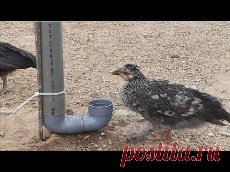 bebedero para pollos  de tubo de pvc