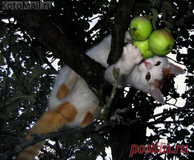 Захотелось яблочка