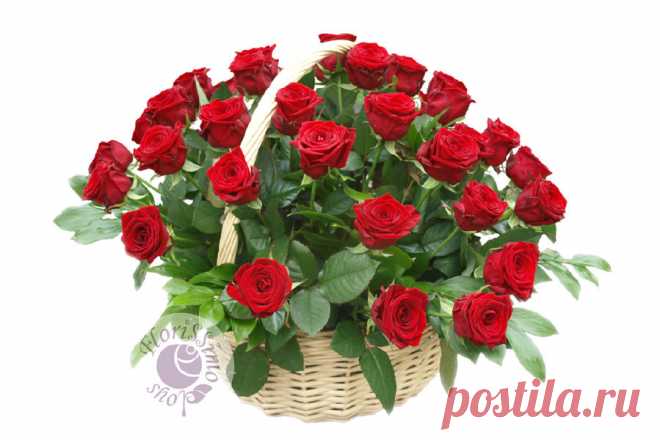 florissimo_kc47.jpg (899×600)