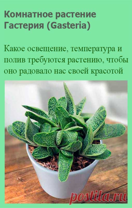 Комнатное растение Гастерия (Gasteria). Род включает более 100 видов. Растения рекомендуют летом держать на северных окнах. Свет должен быть рассеянным. В культуре распространена гастерия бородавчатая (G.verrucosa) с листьями, образующими двурядную розетку, и маленькими красновато-оранжевыми цветами на длинных цветоносах.