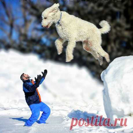 Популярное в Сети: мой гигантский друг-пёс