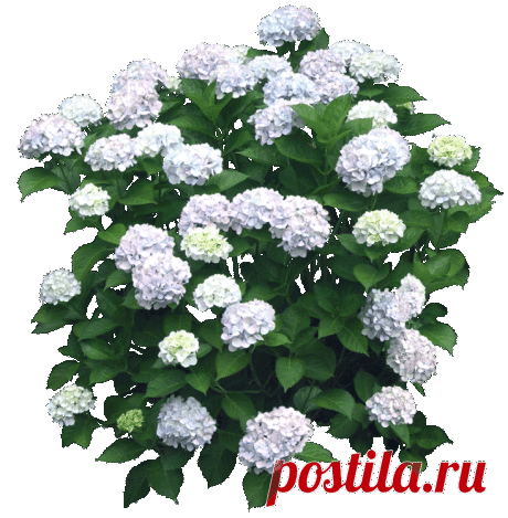 «красивый клипарт *цветы*» png