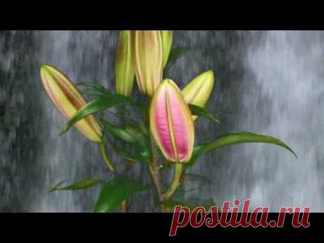 Волшебные звуки природы . Гендель . - YouTube СБОРНИК