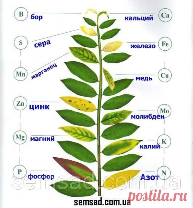 Ландшафтный дизайн. Мой сад. — Разное | OK.RU