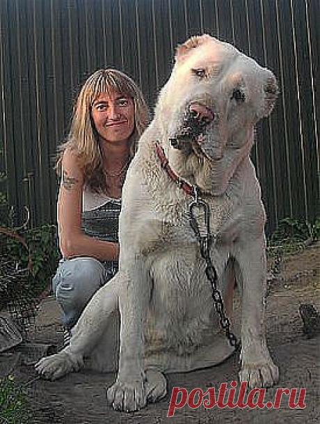 ВОТ ЭТО АЗИАТ