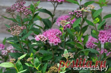 Какие кустарники нельзя обрезать весной / Асиенда.ру