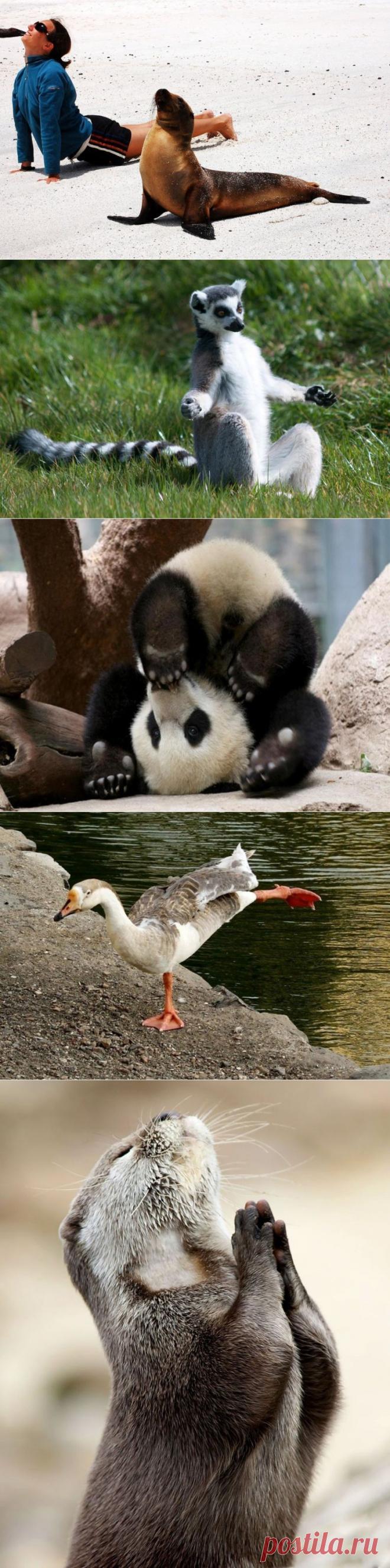 ФотоТелеграф » 20 животных, которые занимаются йогой лучше, чем вы
