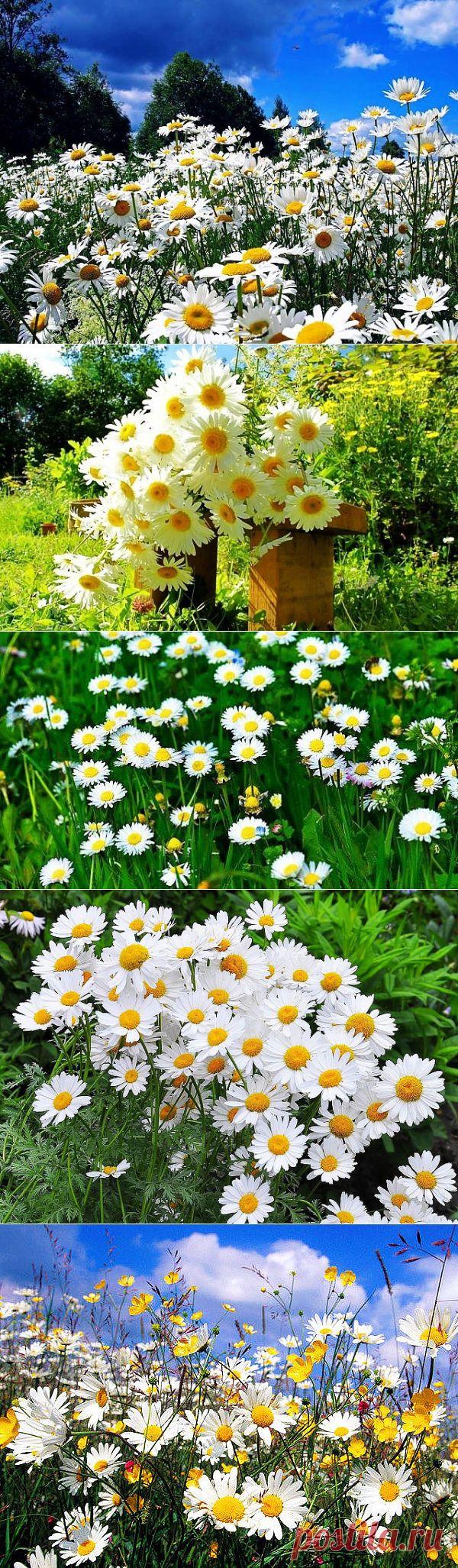 (9) Одноклассники