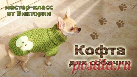 Кофта для собачки спицами. В этом мастер-классе мы с Бэллой хотим вам показать, как связать мягкую и тёплую кофту для вашего питомца. Кофточку мы будем выполнять в смешанной технике. О...