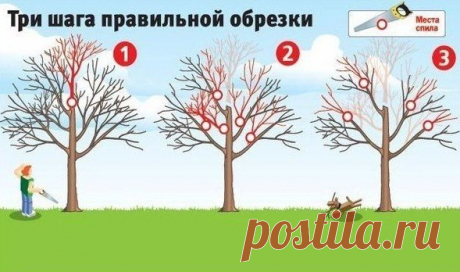 Как вернуть деревьям былую силу. Три шага правильной обрезки! Плодовые деревья дают хороший урожай, когда они молодые. Но начиная с 15-летнего возраста их плоды заметно мельчают, урожайность падает, а сами растения чаще болеют. Омолодить ваш сад поможет обрезка. Лучше всего ее делать, когда температура воздуха выше -5 оС.1.Первым делом нужно...