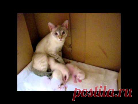 Ночной разговор с кормящей кошкой. - Улёт! Тайские кошки - это чудо! Funny Cats