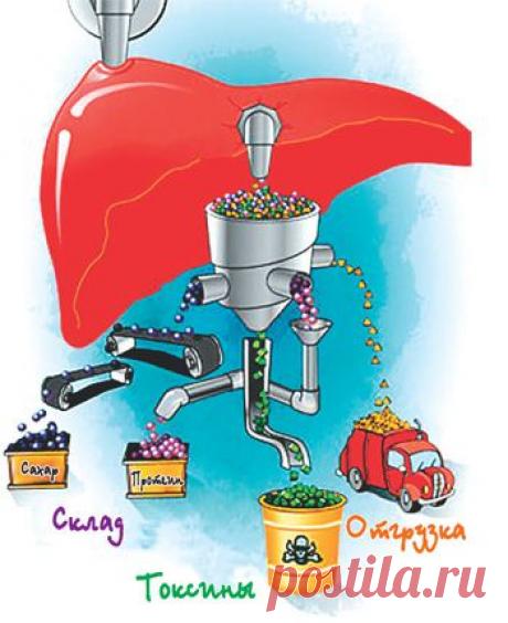 Гомеопатия и интоксикация