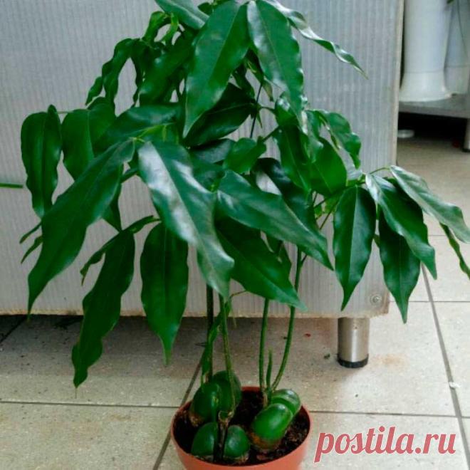 Комнатное растение Кастаноспермум (Castanospermum). Кастаноспермум - редкое вечнозеленое дерево с красивыми глянцевыми темно-зелеными листьями. В продаже можно встретить небольшие декоративные сеянцы, у которых еще сохранились крупные семядоли, напоминающие половинки каштана и придающие растению весьма необычный вид. Растение содержит ядовитые вещества, поэтому лучше не держать его в детской комнате. Родина кастаноспермума - Австралия. В домашних условиях не цветет.