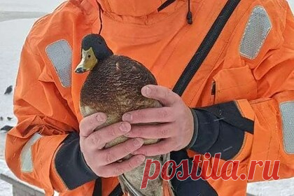 В Томске спасатели вытащили из Белого озера ослабшую утку. В Томске спасатели вытащили из Белого озера замерзшую ослабшую утку и передали ее орнитологам. Об этом рассказал представитель городской поисково-спасательной службы Владлен Кузьменчук. По словам Кузьменчука, очевидцы сообщили, что утка вмерзла в лед и не может улететь.