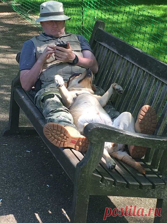 Фото спящих собачек | Мур ТВ