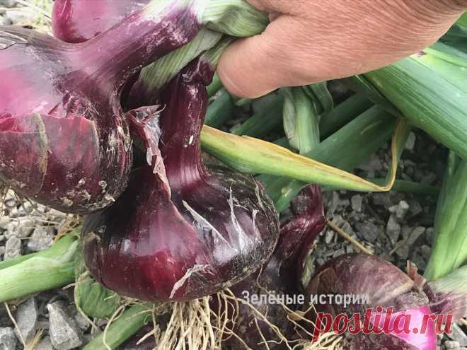 Много лет обрезала лук неправильно и теряла урожай. Сейчас делаю всё по инструкции из советского учебника | Зелёные истории | Яндекс Дзен