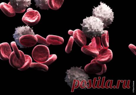 Кровавое гадание: что можно узнать по анализу крови и чему не стоит верить - ПолонСил.ру - социальная сеть здоровья - медиаплатформа МирТесен Стеснительность, ревматизм, биологический пол, любовь к спорту. Случайный набор слов? Нет, это то, что разные люди пытались предугадать, прочитав данные анализа крови. Не все надежды оправдались, но что может таить в себе капля крови? Белый кабинет, холодный стол, быстрый укол в палец, стекло,