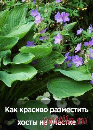 Как красиво разместить хосты на участке