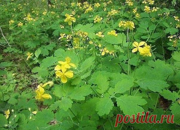 Польза от чистотела на дачном участке 