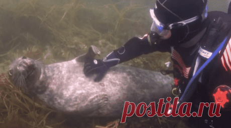 Тюлень подплыл к аквалангисту и показал лапкой ЧЕГО именно хочет. Все! Мой мимиметр сломался)