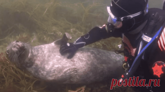 Тюлень подплыл к аквалангисту и показал лапкой ЧЕГО именно хочет. Все! Мой мимиметр сломался)