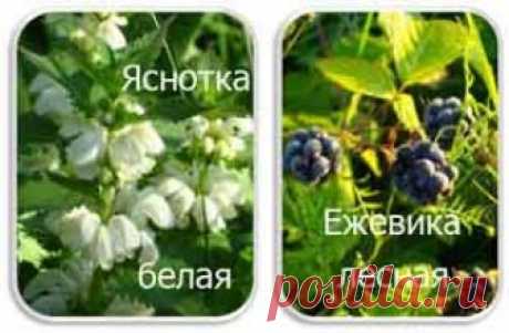 Какие травы очищают кровь и лимфу от химических веществ 
После длительного лечения тяжелых инфекций антибиотиками и цитостатиками в крови и лимфе длительное время присутствуют их остатки. К тому же, кроме остатков лекарств, в крови могут накапливаться и др…