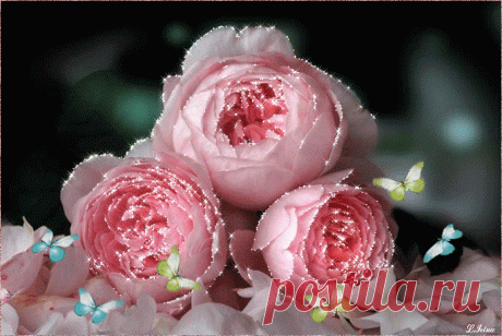 Розы.