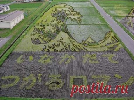 Они засеяли рисовое поле. Через 4 месяца посмотрели на него сверху…