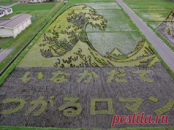 Они засеяли рисовое поле. Через 4 месяца посмотрели на него сверху…