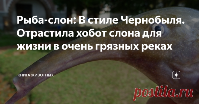 Рыба-слон: В стиле Чернобыля. Отрастила хобот слона для жизни в очень грязных реках Рыб почему-то очень любят называть в честь наземных животных и предметов. Рыбы-пилы, рыбы-луны, рыбы-попугаи и петушки. Всех их назвали за какую-то черту, которую они стащили. Угадаете, что сперла рыба-слон? Стоит бросить на животину взгляд, и все сразу будет понятно — ведь на морде у неё присобачен целый хобот! При этом в остальном рыбеха вполне себе обыкновенная — темно-коричневая тушка, ...