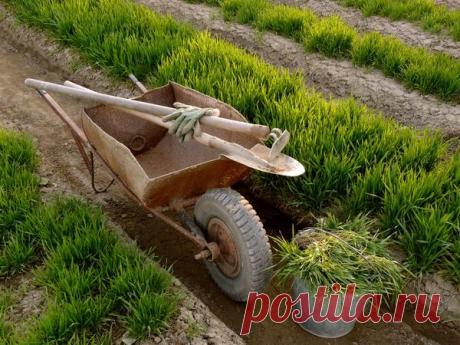 Органические удобрения из растений