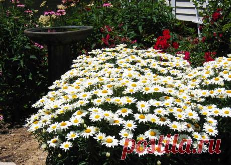 Нивяник или ромашка садовая: посадка и уход, фото, размножение, болезни и вредители