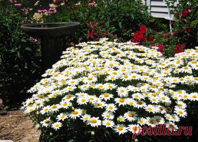 Нивяник или ромашка садовая: посадка и уход, фото, размножение, болезни и вредители