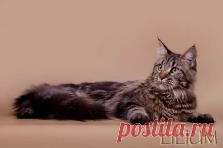 Происхождение породы Мейн Кун — Питомник Мейн-кунов "Lilium"