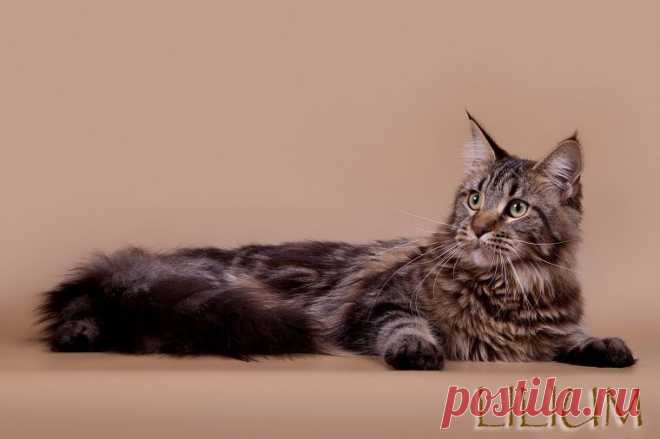 Происхождение породы Мейн Кун — Питомник Мейн-кунов "Lilium"