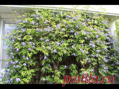 Alppikärhö – Clematis alpina (alpklematis), leikkaus