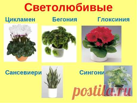домашние цветы фото и названия уход каталог: 6 тыс изображений найдено в Яндекс.Картинках