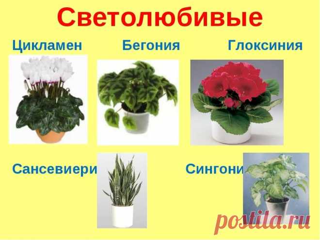 домашние цветы фото и названия уход каталог: 6 тыс изображений найдено в Яндекс.Картинках