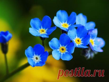 forget-me-nots | Пин от пользователя Jipse Queen на доске Tattoos