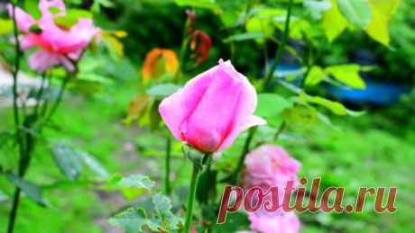 Розы после дождя фото и видео. мои розы в саду HD | Aziz Red | Яндекс Дзен