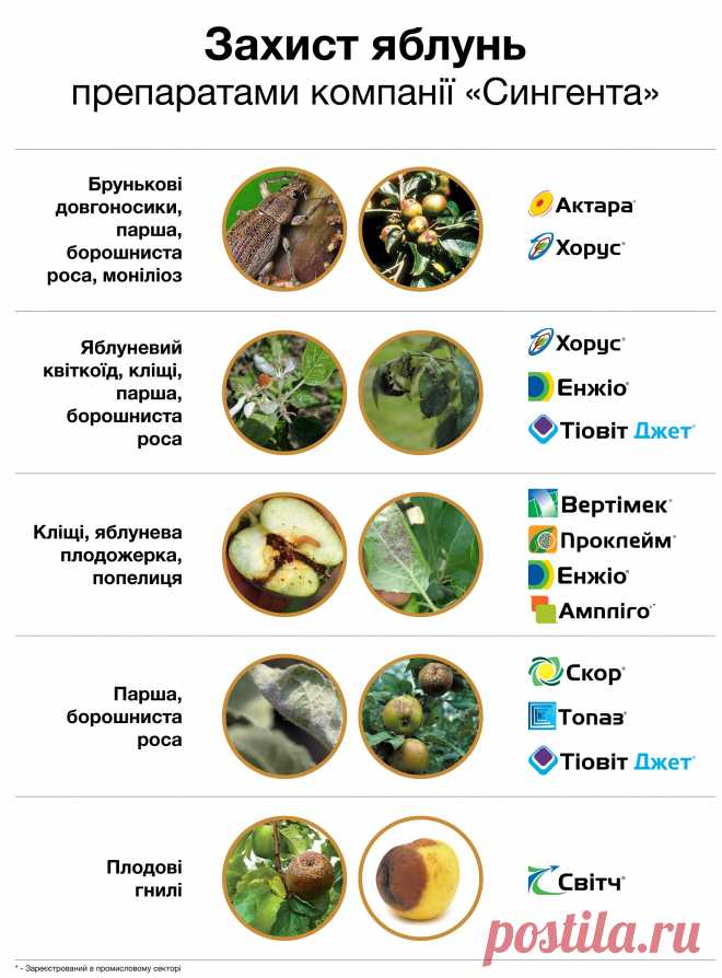 ЗАХИСТ ЗЕРНЯТКОВИХ КУЛЬТУР | Сингента Україна