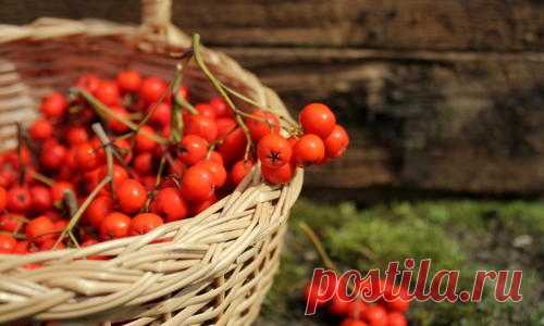 Рябина: рецепты заготовок на зиму