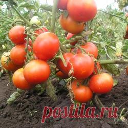 Томаты в теплице: как правильно формировать куст помидора