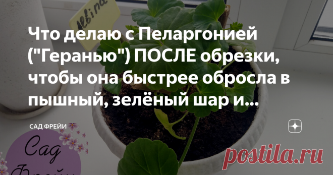 Что делаю с Пеларгонией (