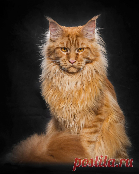 Мистические коты Мэйкуны