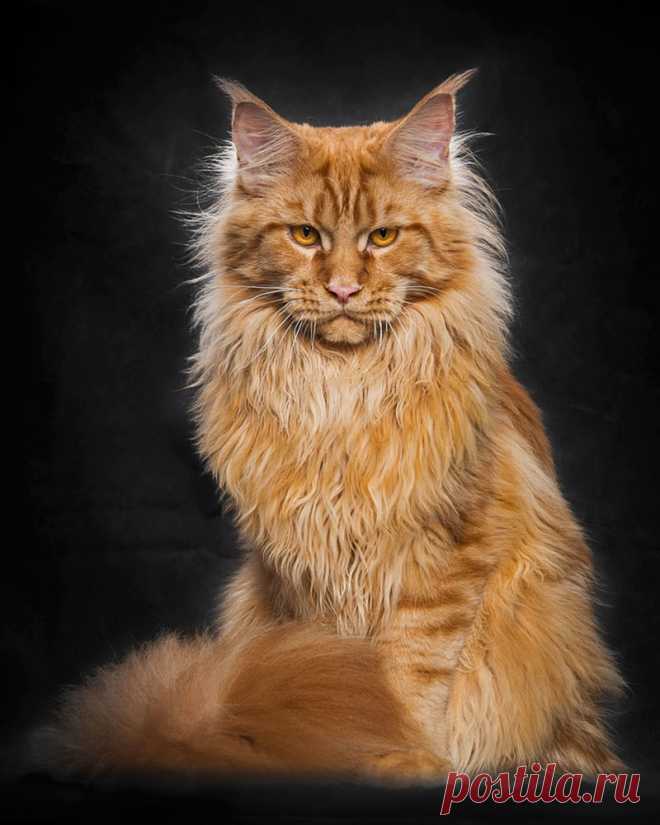 Мистические коты Мэйкуны